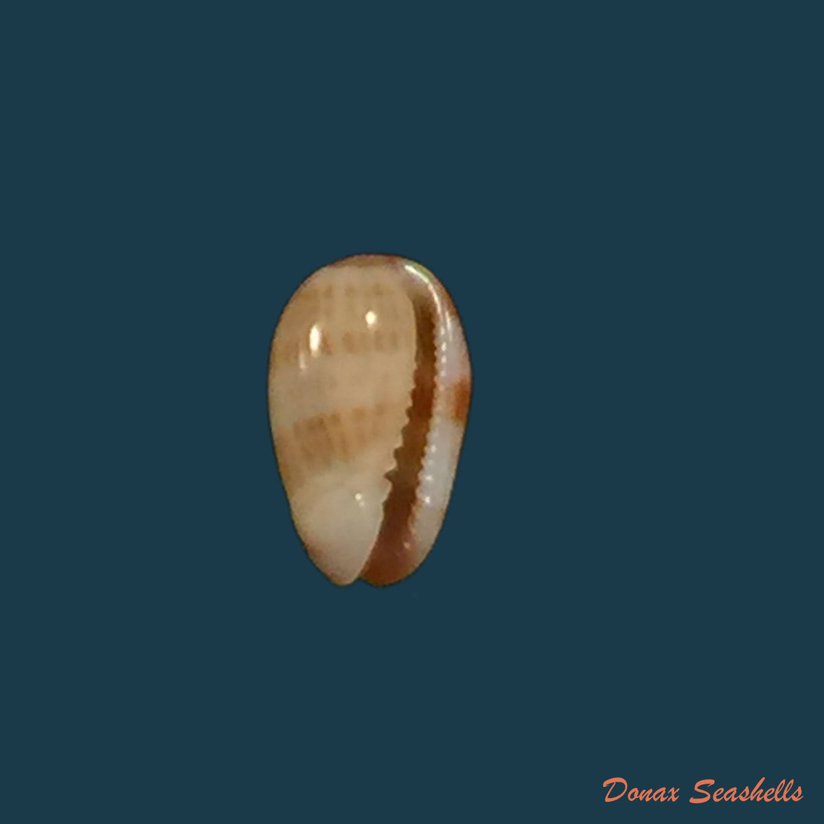 copia-de-glabella-mozambicana-boyer-2014-18-3mm