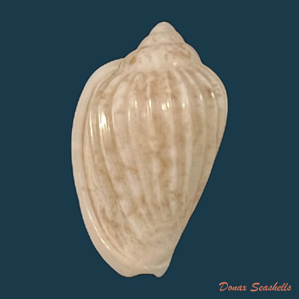 copia-de-glabella-mozambicana-boyer-2014-19-3mm
