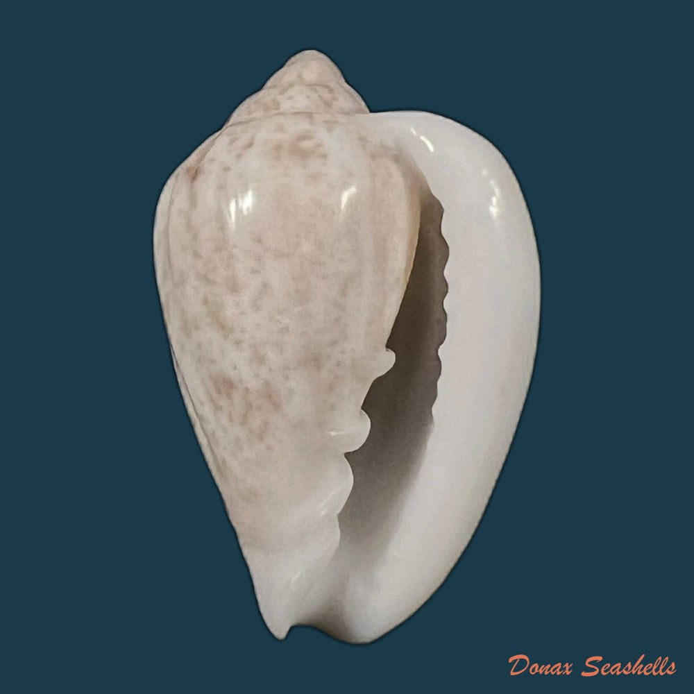 copia-de-glabella-mozambicana-boyer-2014-19-3mm