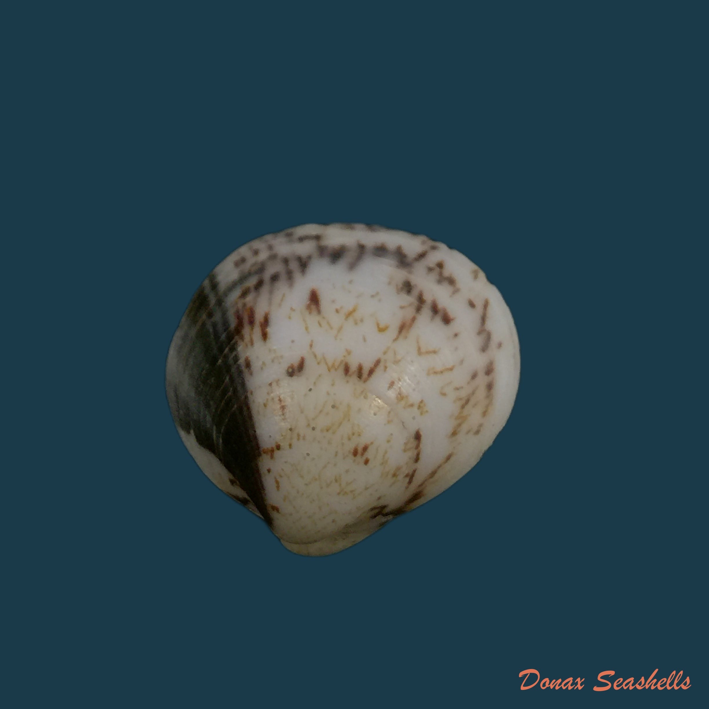 copia-de-glycymeris-longior-g-b-sowerby-i-1833-21-8mm