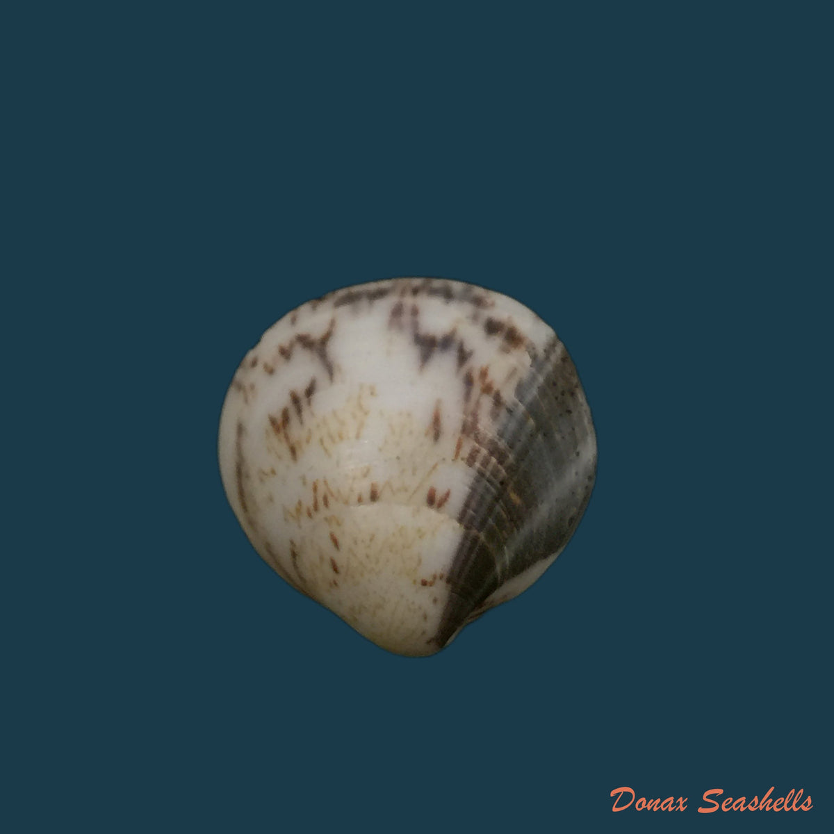 copia-de-glycymeris-longior-g-b-sowerby-i-1833-21-8mm