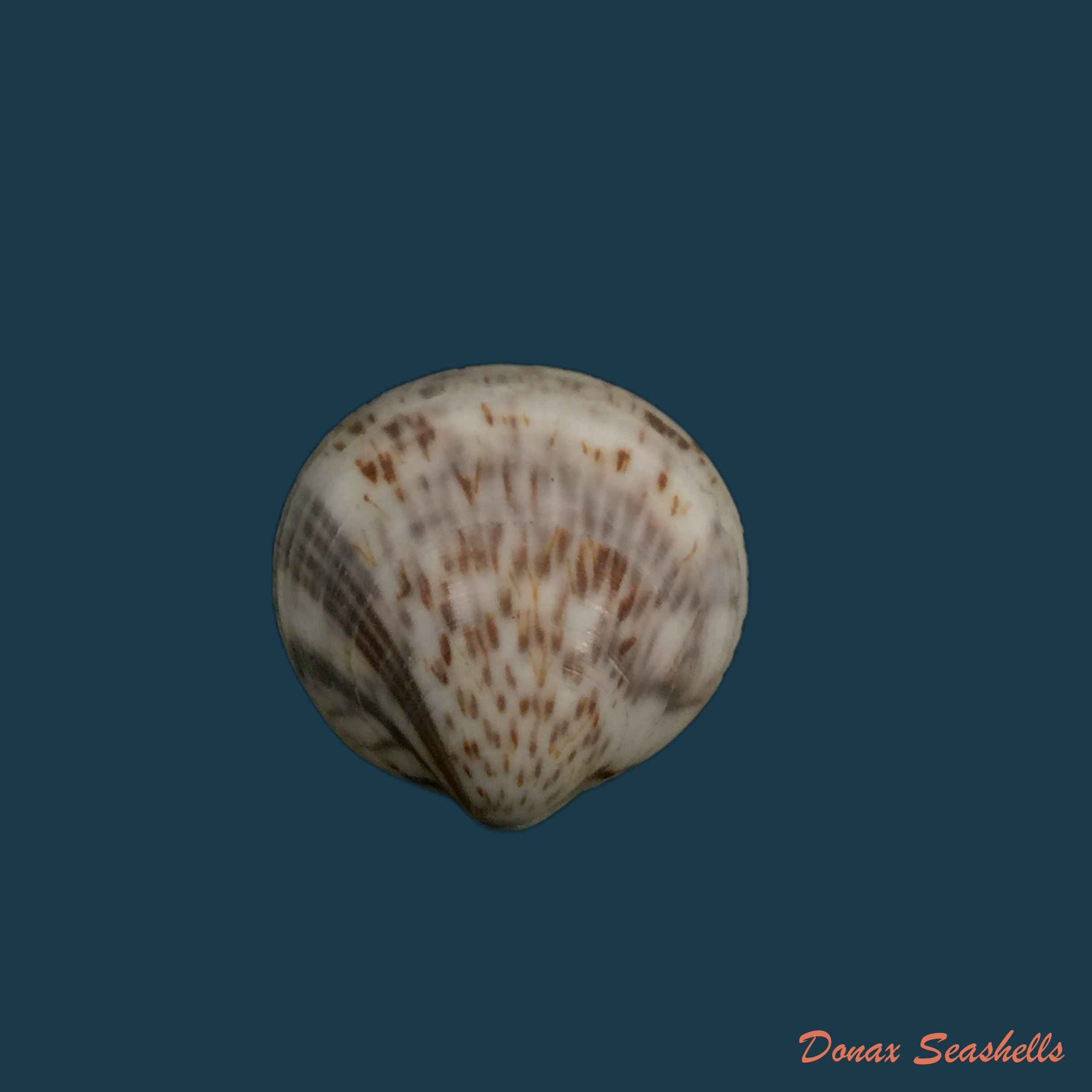 copia-de-glycymeris-longior-g-b-sowerby-i-1833-22-2mm