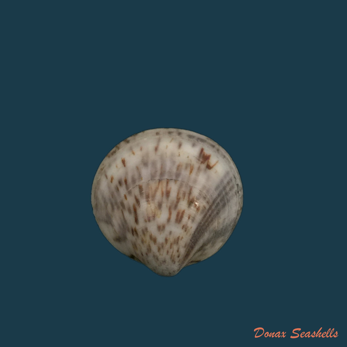 copia-de-glycymeris-longior-g-b-sowerby-i-1833-22-2mm