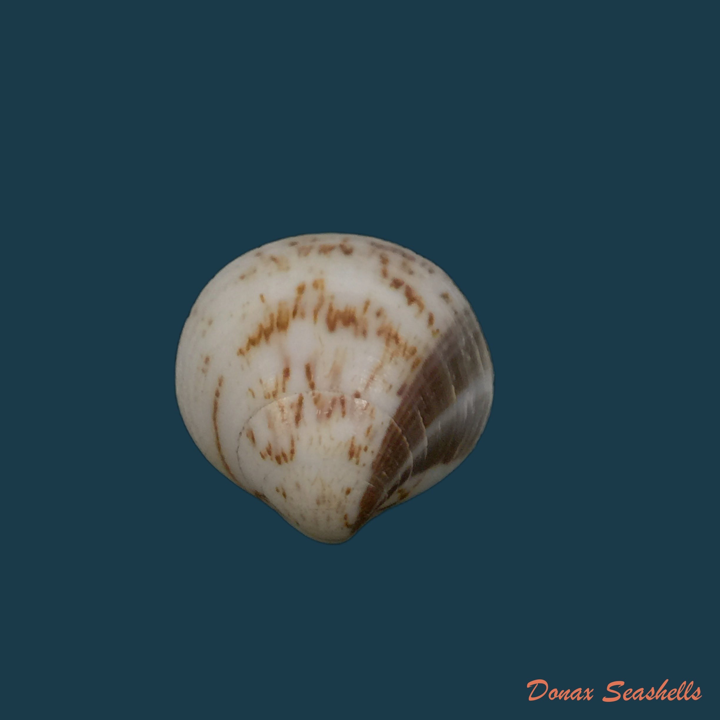 copia-de-glycymeris-longior-g-b-sowerby-i-1833-22mm-1