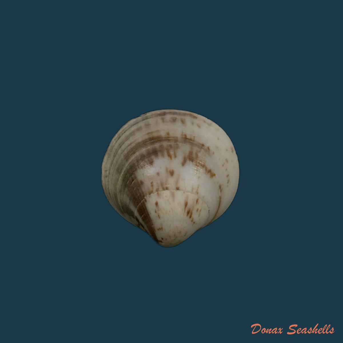copia-de-glycymeris-longior-g-b-sowerby-i-1833-22mm-1