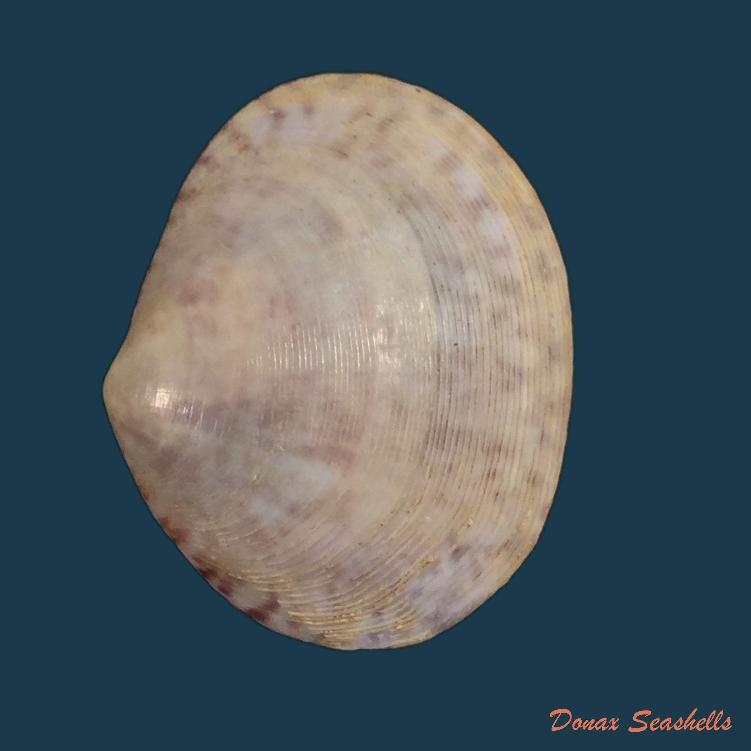 copia-de-glycymeris-longior-g-b-sowerby-i-1833