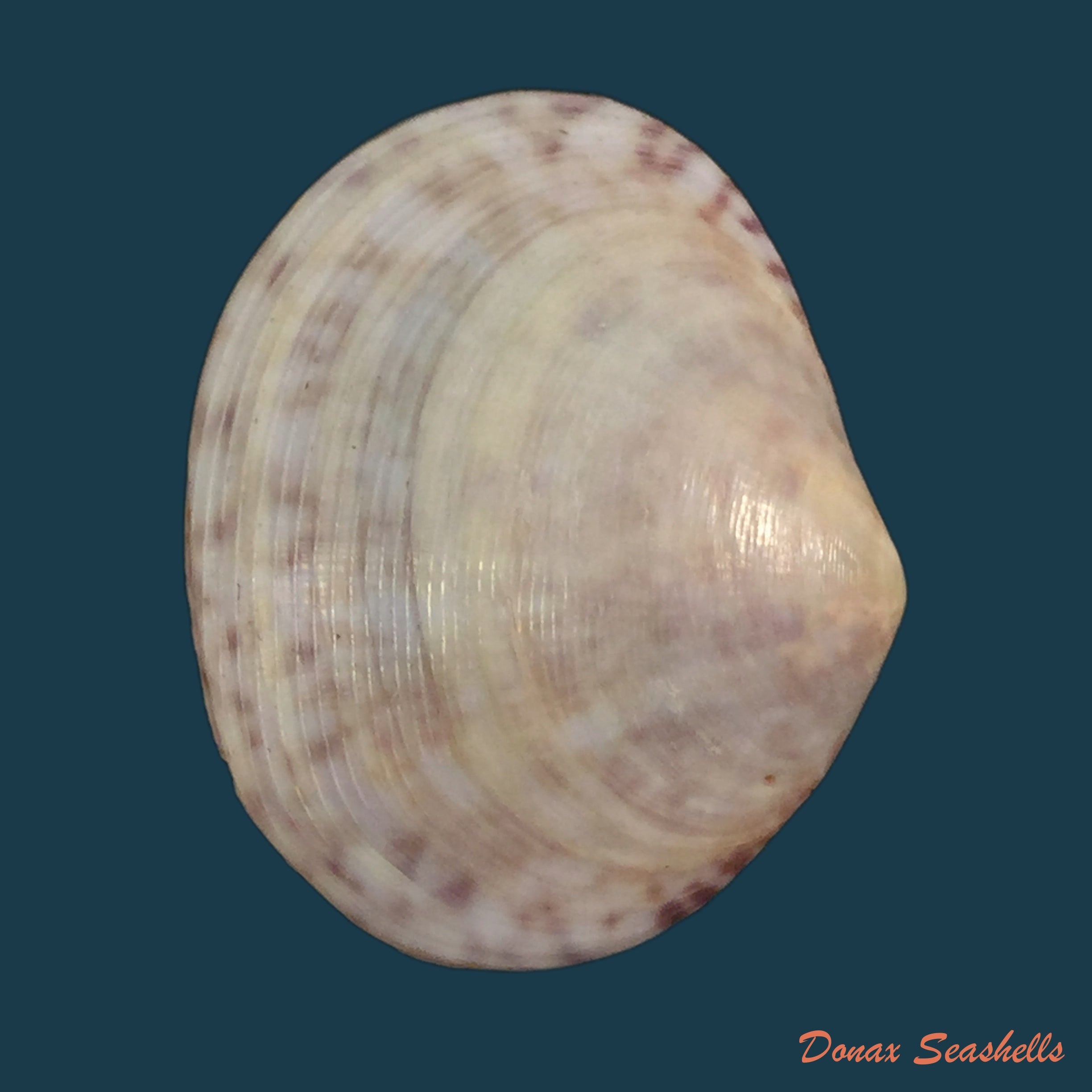 copia-de-glycymeris-longior-g-b-sowerby-i-1833