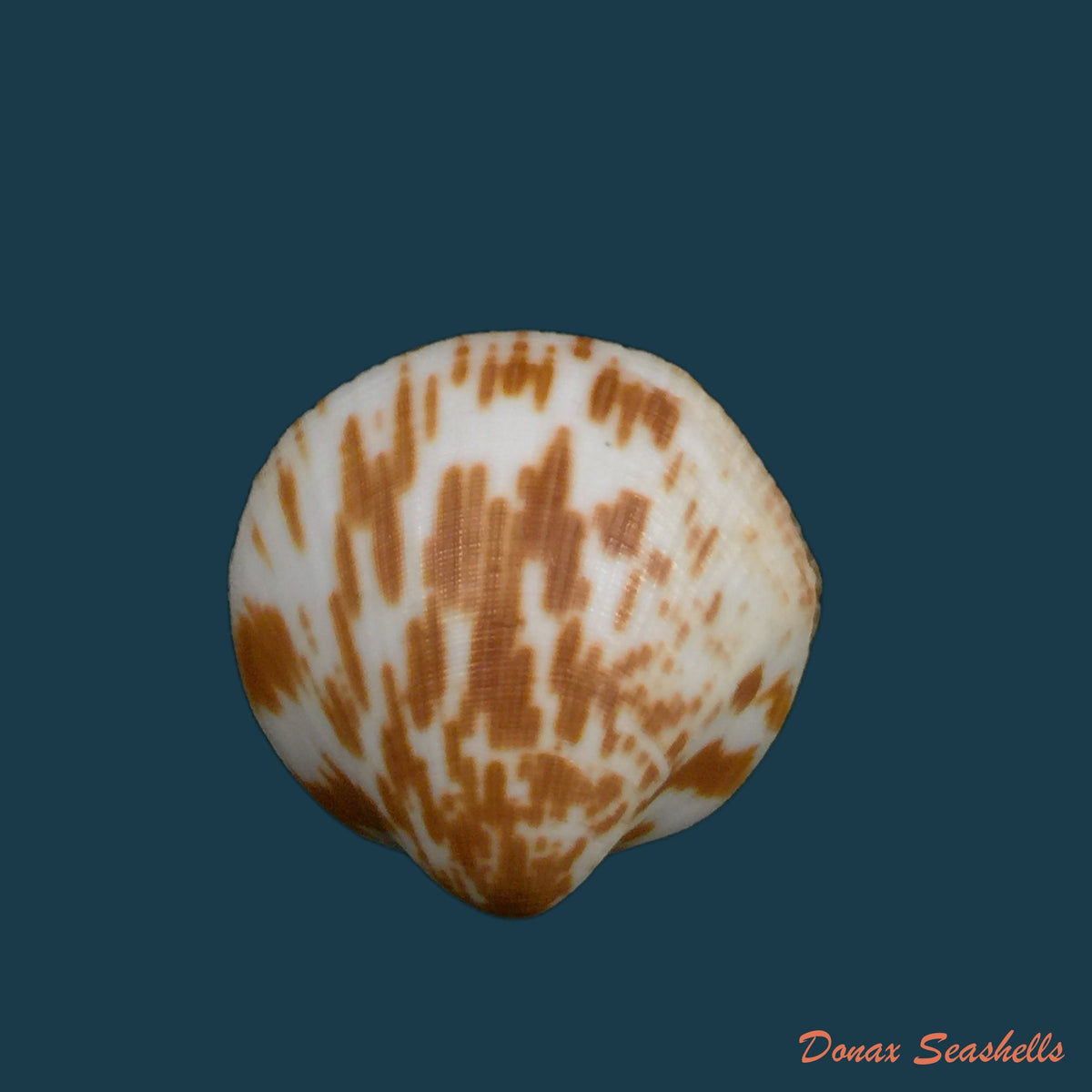 copia-de-glycymeris-undata-linnaeus-1758-37-4mm