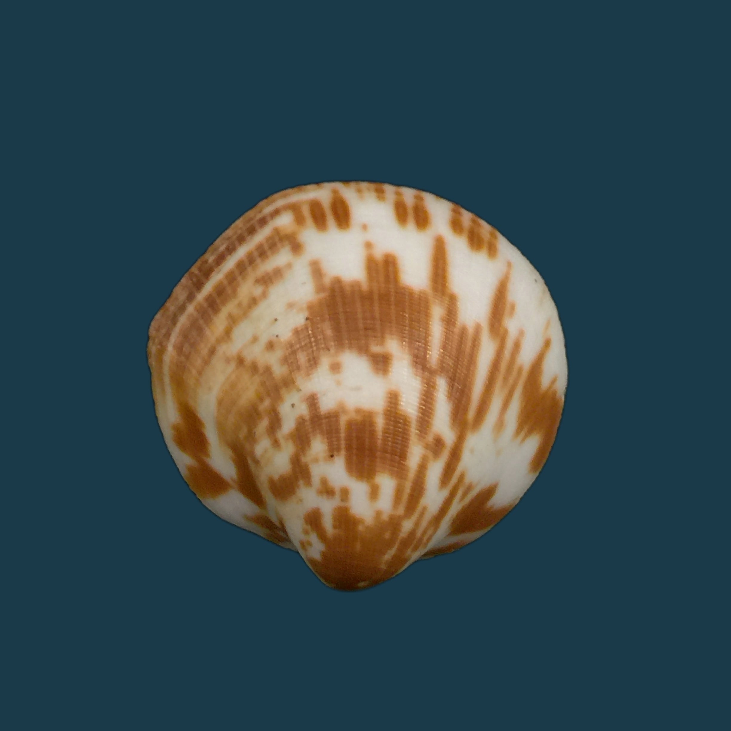 Glycymeris decussata (Linnaeus, 1758) - 33,2mm