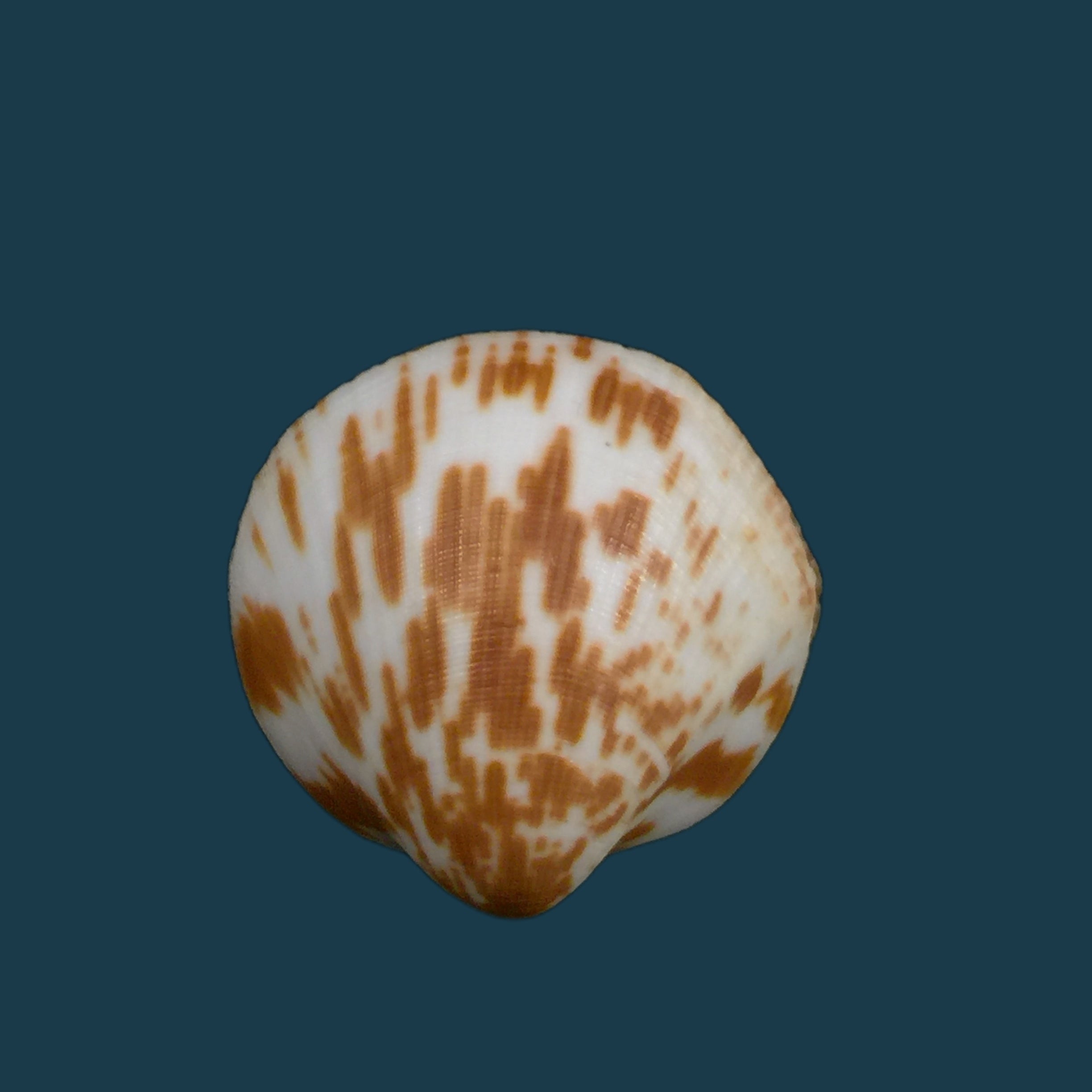 Glycymeris decussata (Linnaeus, 1758) - 33,2mm