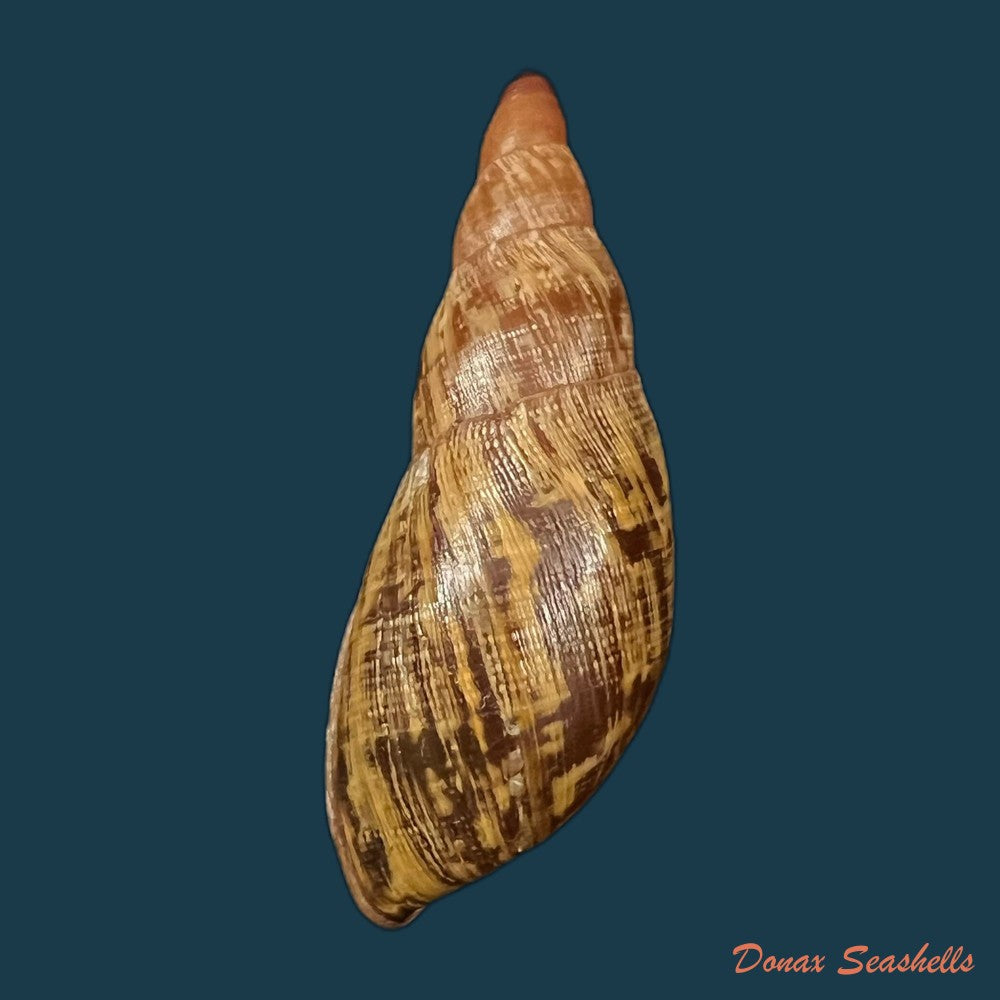 copia-de-gonyostomus-egregius-l-pfeiffer-1845-36-8mm