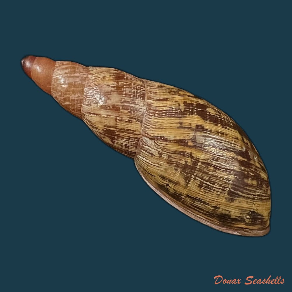 copia-de-gonyostomus-egregius-l-pfeiffer-1845-36-8mm