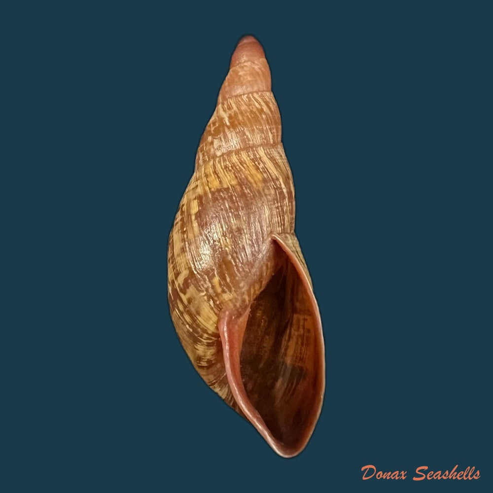 copia-de-gonyostomus-egregius-l-pfeiffer-1845-36-8mm