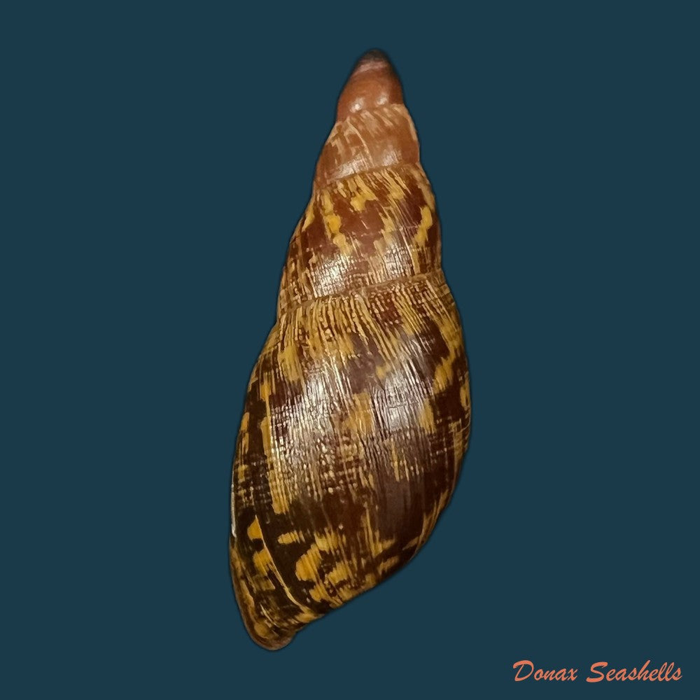 copia-de-gonyostomus-egregius-l-pfeiffer-1845-40-8mm