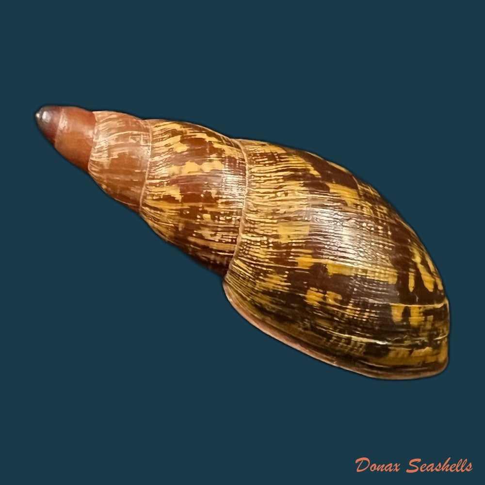 copia-de-gonyostomus-egregius-l-pfeiffer-1845-40-8mm