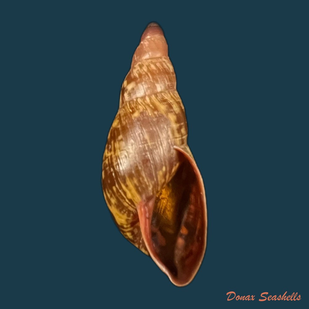 copia-de-gonyostomus-egregius-l-pfeiffer-1845-40-8mm