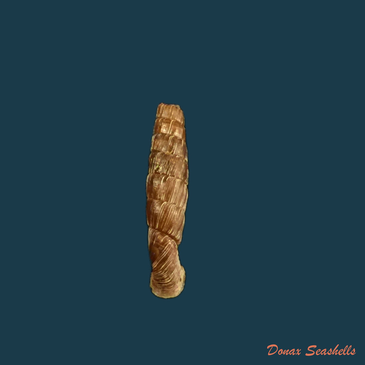 copia-de-gracilinenia-filocostulata-lubomirski-1879-16-1mm