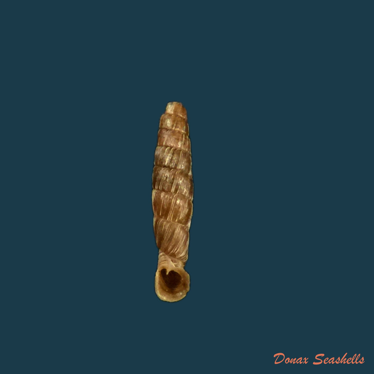 copia-de-gracilinenia-filocostulata-lubomirski-1879-16-1mm