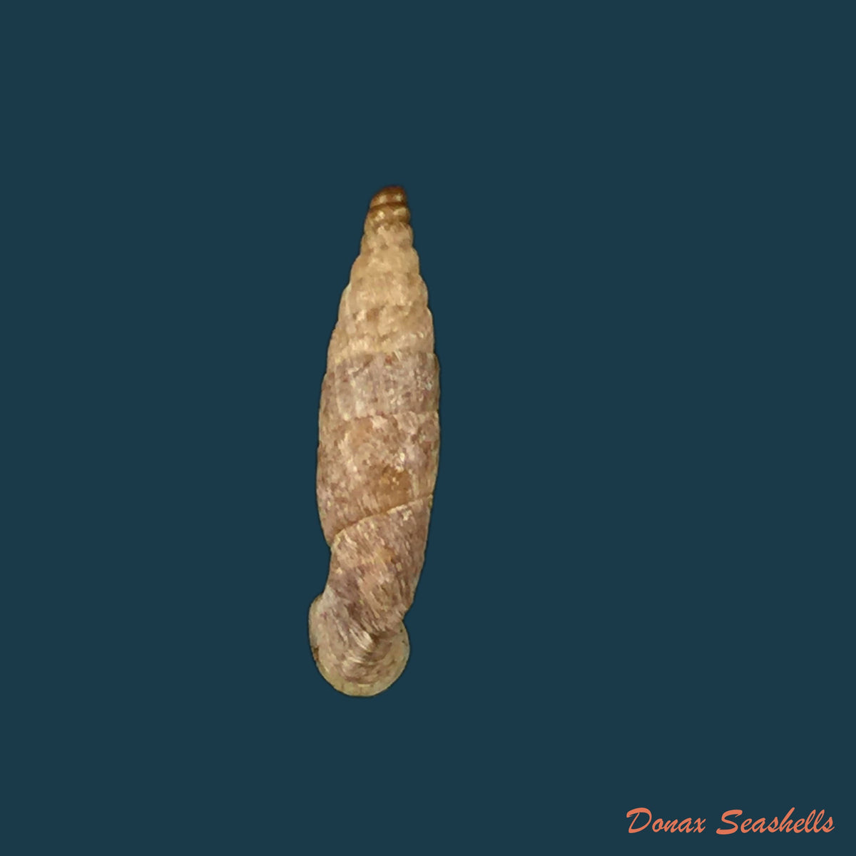 copia-de-gracilinenia-filocostulata-lubomirski-1879-16-48mm