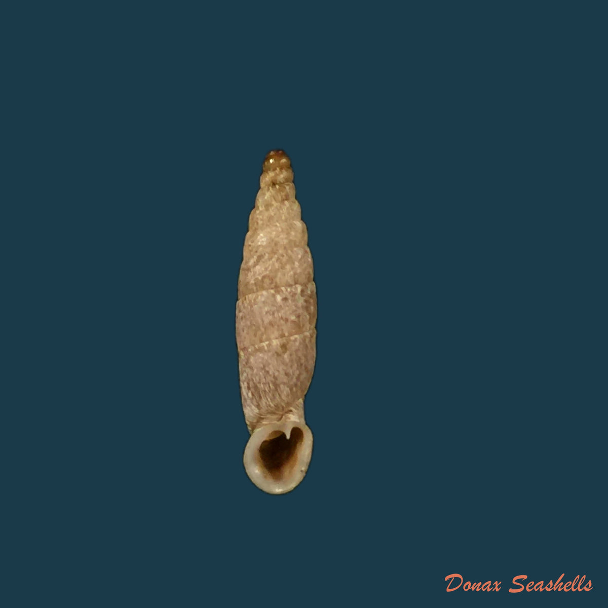 copia-de-gracilinenia-filocostulata-lubomirski-1879-16-48mm