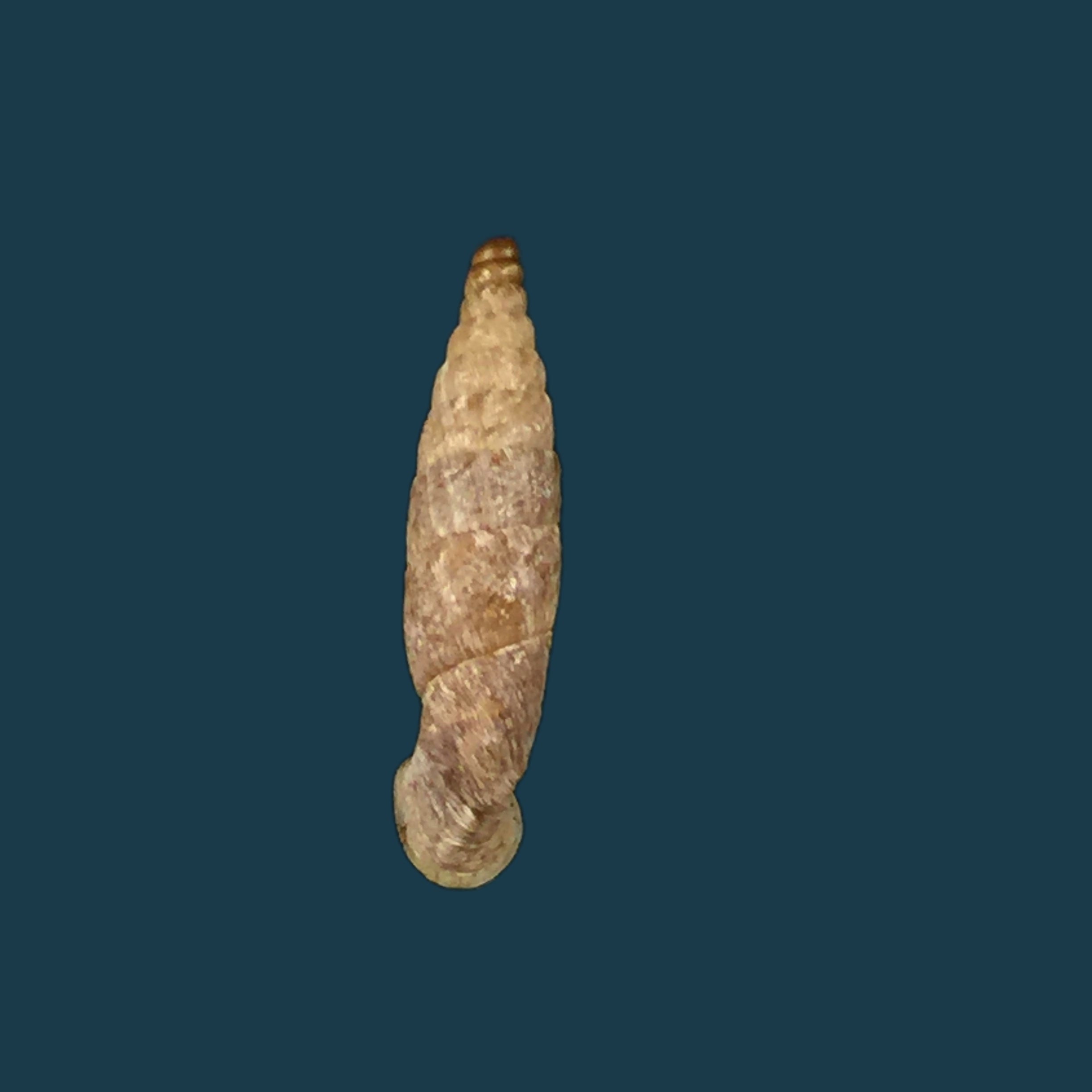 Gracilinenia filocostulata (Lubomirski, 1879) - 16,1mm