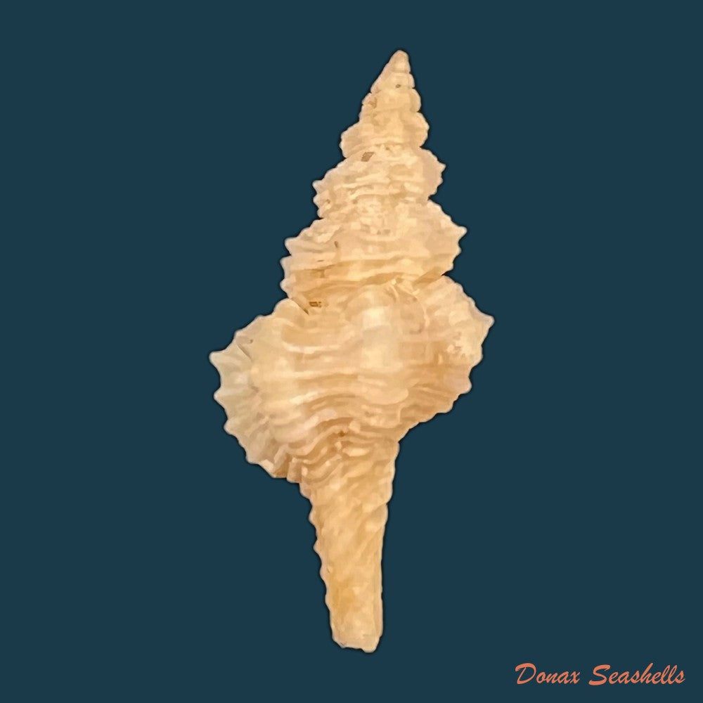 copia-de-gracilipurpura-rostrata-olivi-1792-25-4mm
