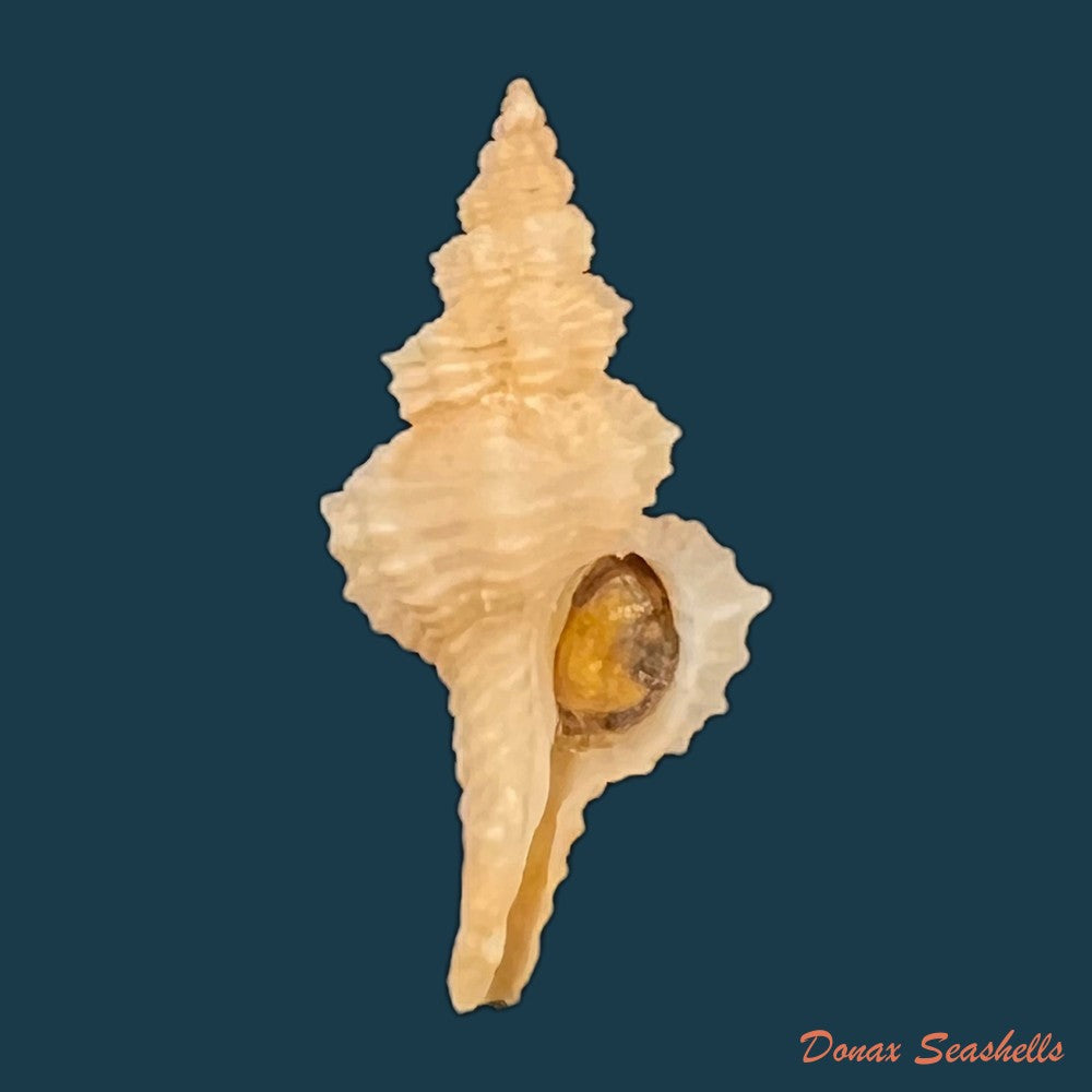 copia-de-gracilipurpura-rostrata-olivi-1792-25-4mm