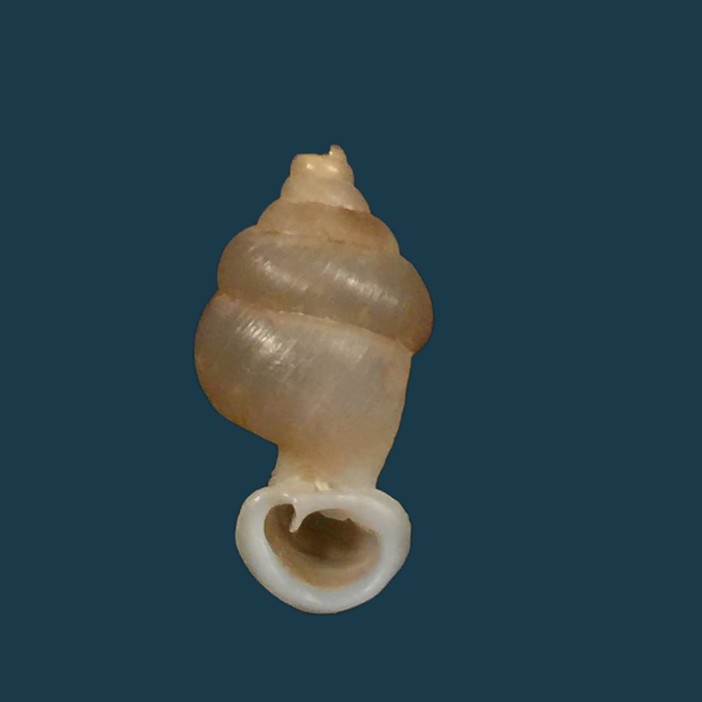 Grandinenia mirifica Chen & Gao, 1982 - 17,3mm
