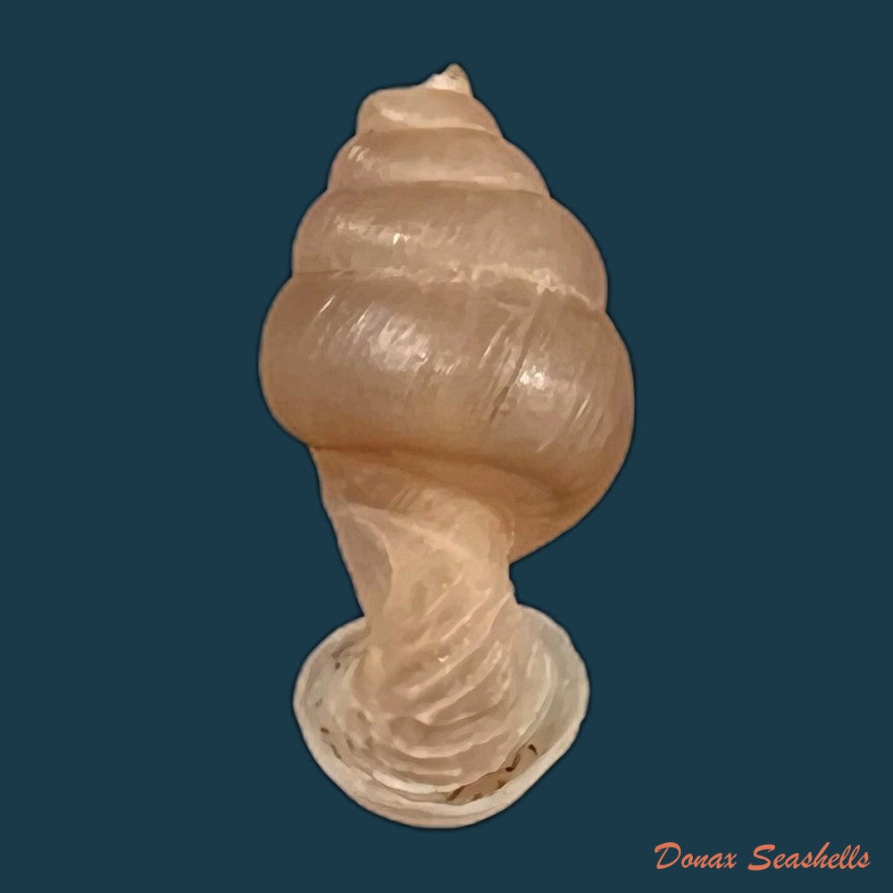 copia-de-grandinenia-fuchsi-fuchsi-gredler-1883-36-1mm-1