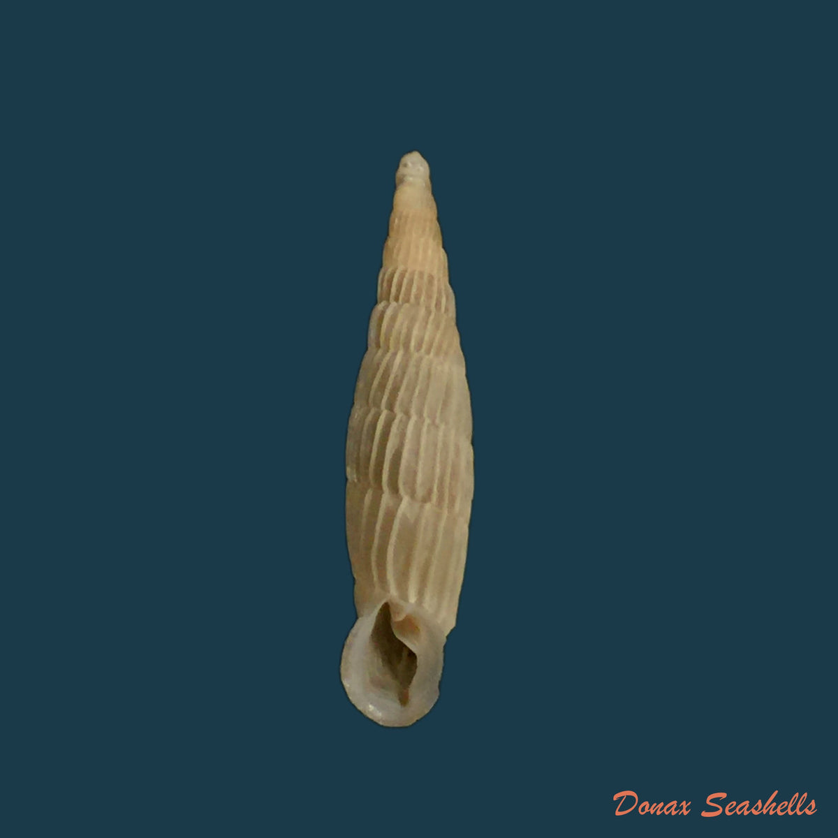 copia-de-grandinenia-fuchsi-fuchsi-gredler-1883-38-9mm