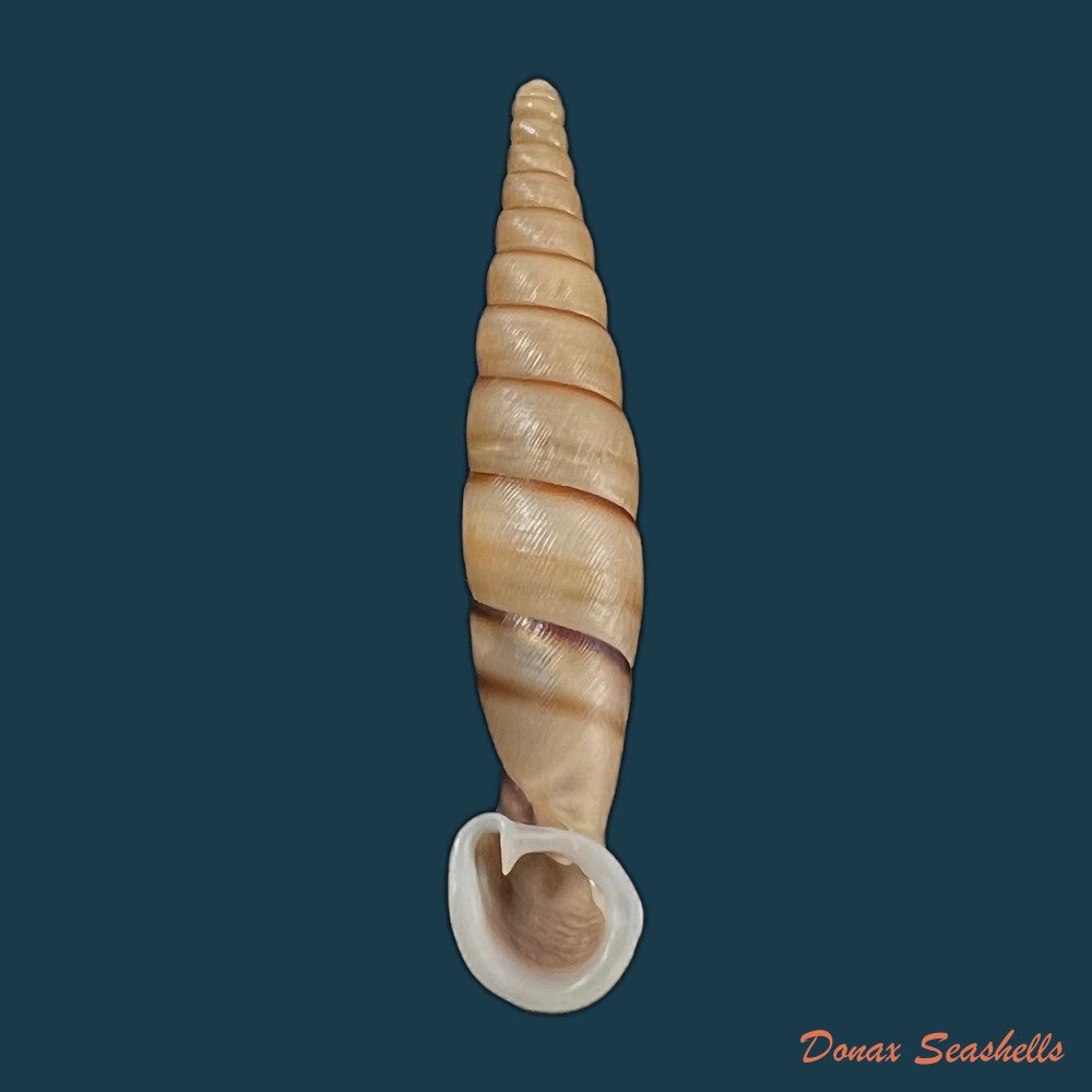 copia-de-grandinenia-fuchsi-gredler-1883-34-1mm