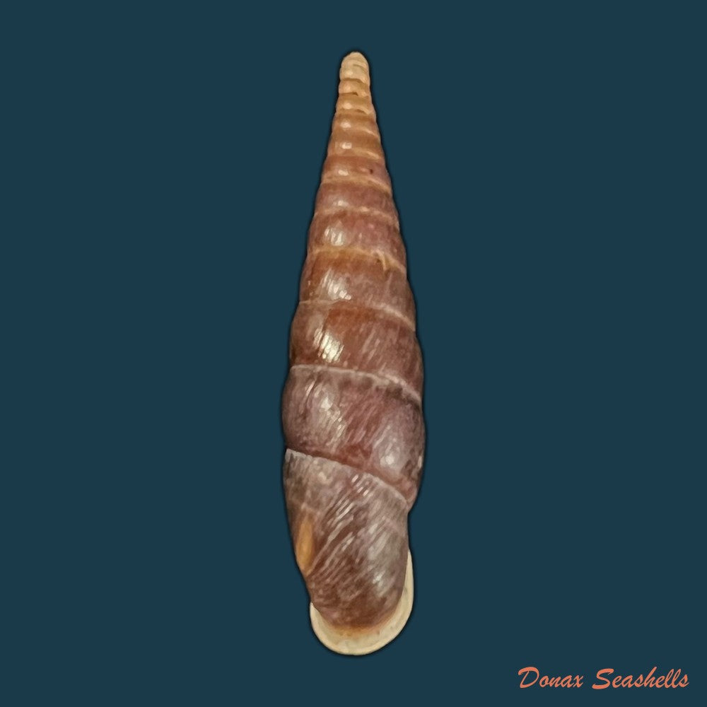 copia-de-grandinenia-fuchsi-gredler-1883-34-7mm