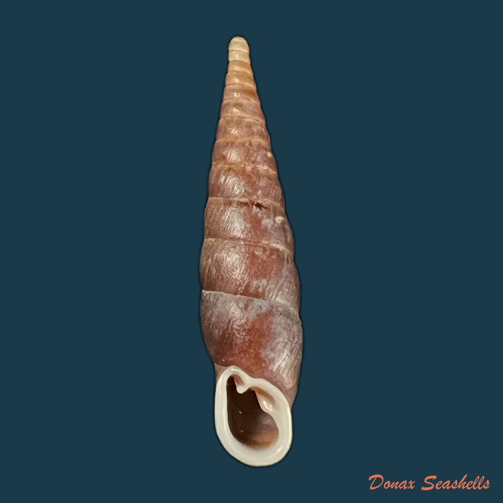 copia-de-grandinenia-fuchsi-gredler-1883-34-7mm