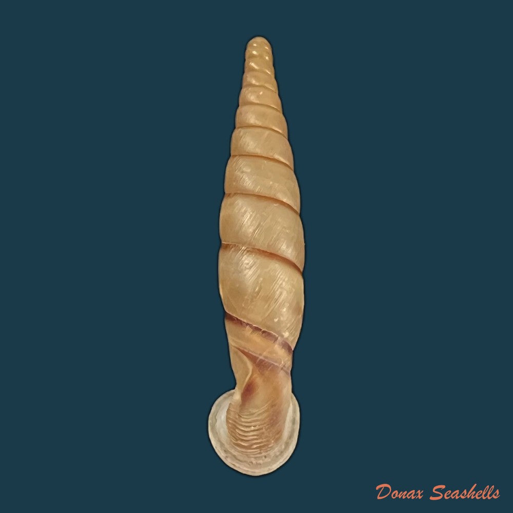 copia-de-grandinenia-fuchsi-gredler-1883-35-4mm
