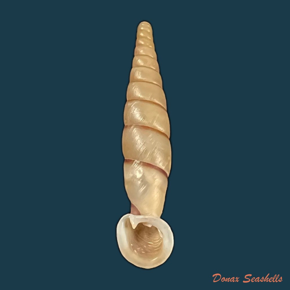 copia-de-grandinenia-fuchsi-gredler-1883-35-4mm