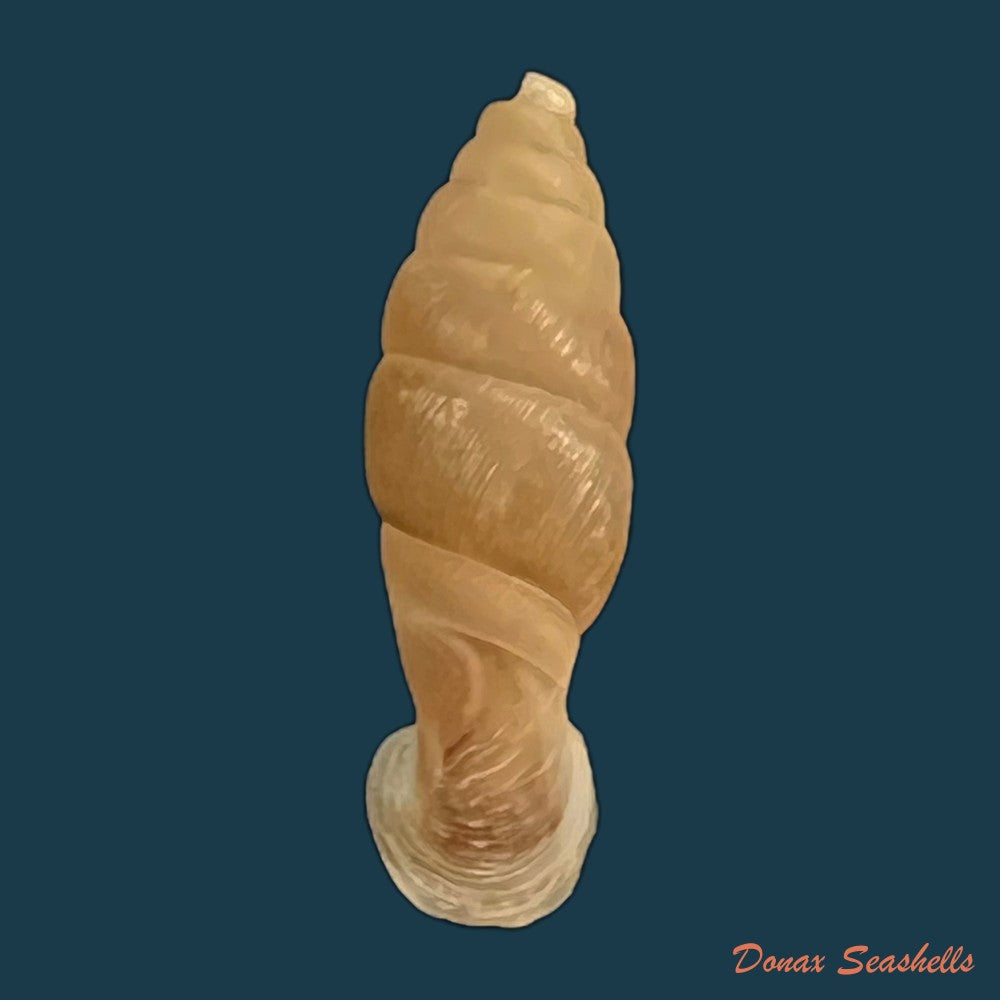 copia-de-grandinenia-gastrum-pallida-h-nordsieck-2005-27-3mm-1
