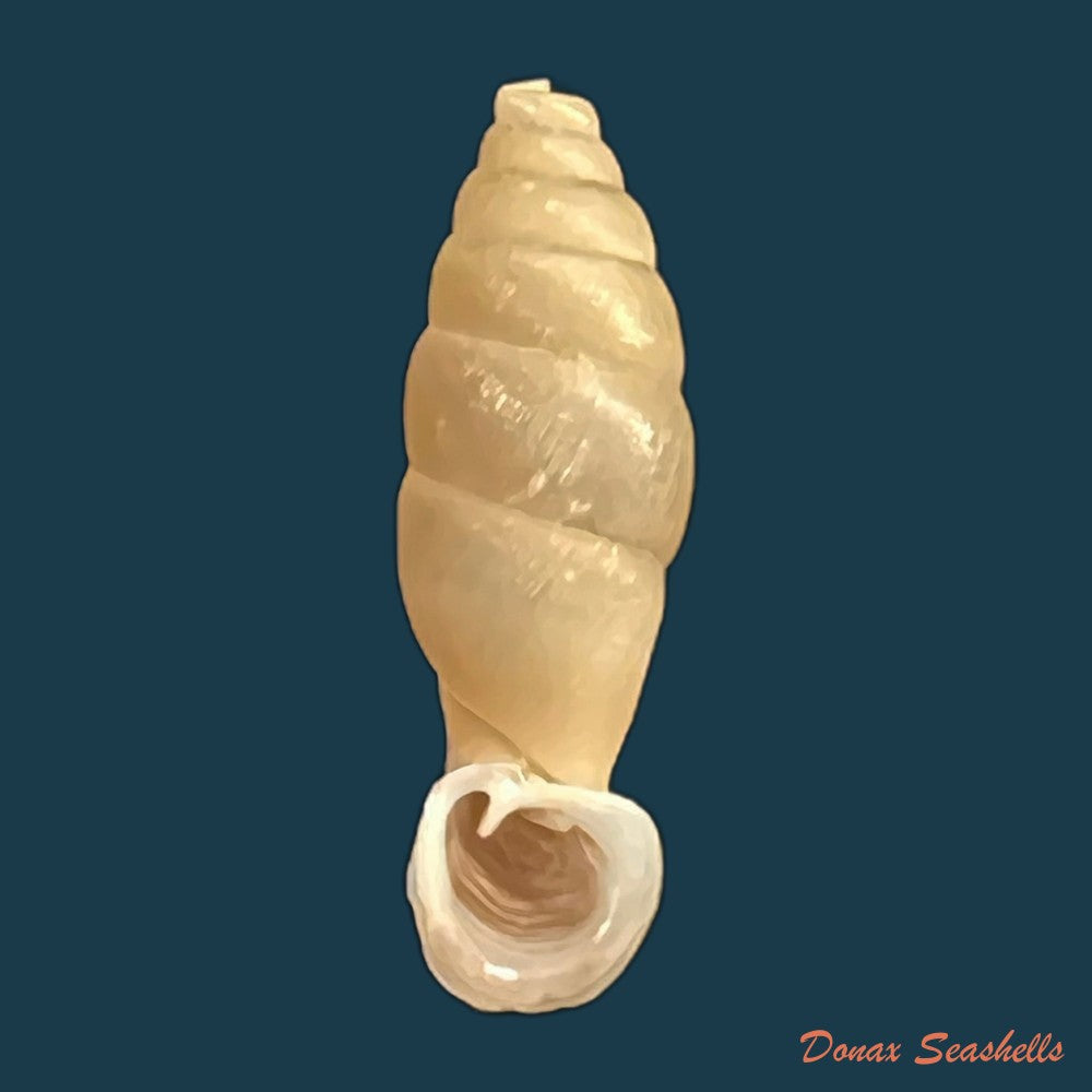 copia-de-grandinenia-gastrum-pallida-h-nordsieck-2005-27-3mm-1