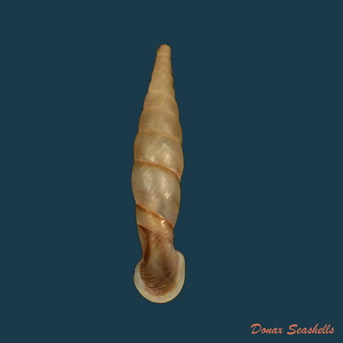 copia-de-grandinenia-gastrum-pallida-h-nordsieck-2005-27-3mm