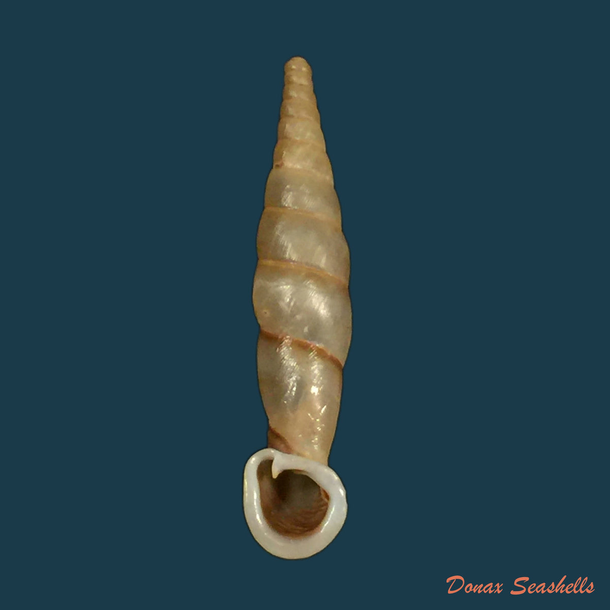 copia-de-grandinenia-gastrum-pallida-h-nordsieck-2005-27-3mm