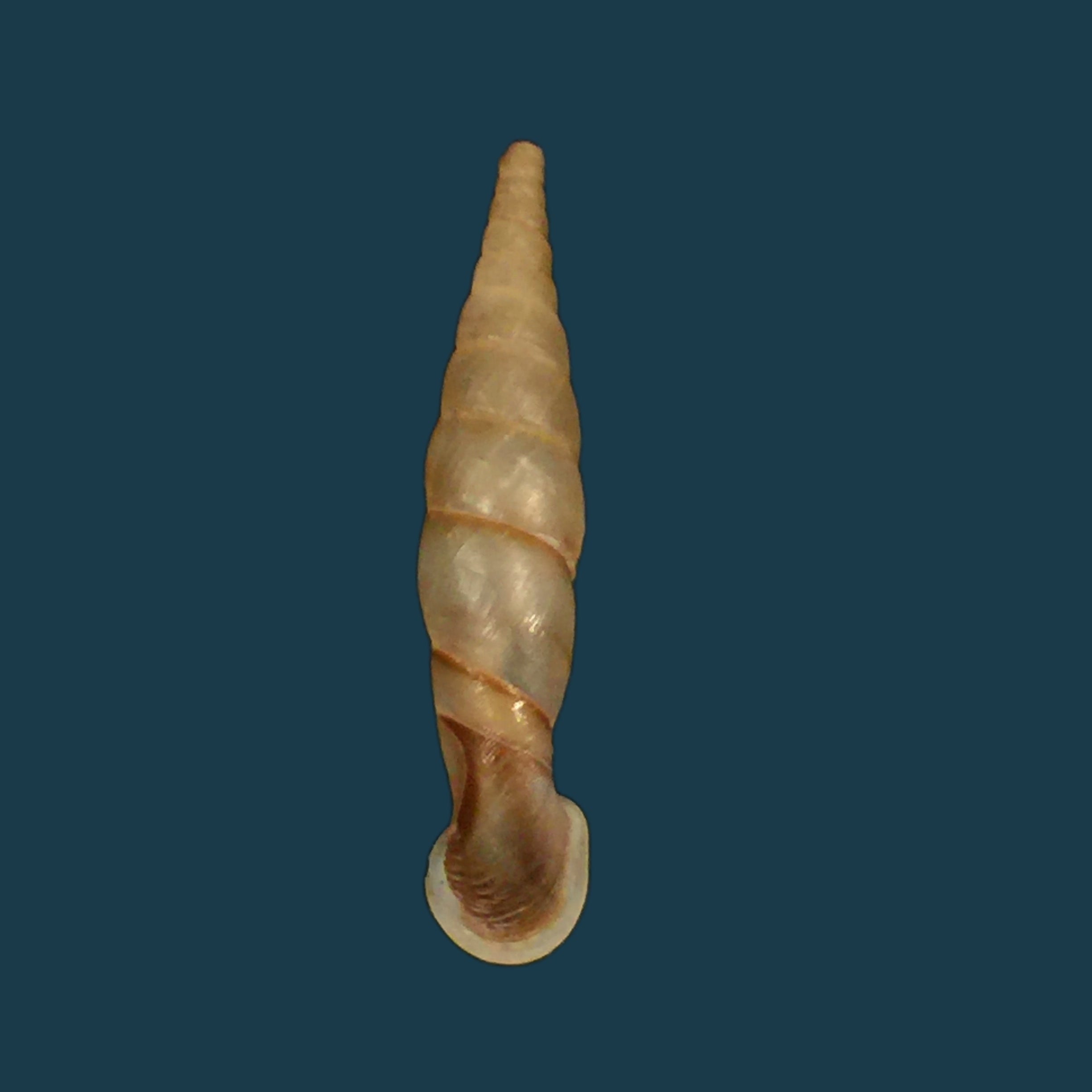 Grandinenia fuchsi fuchsi Gredler, 1883 - 36,1mm
