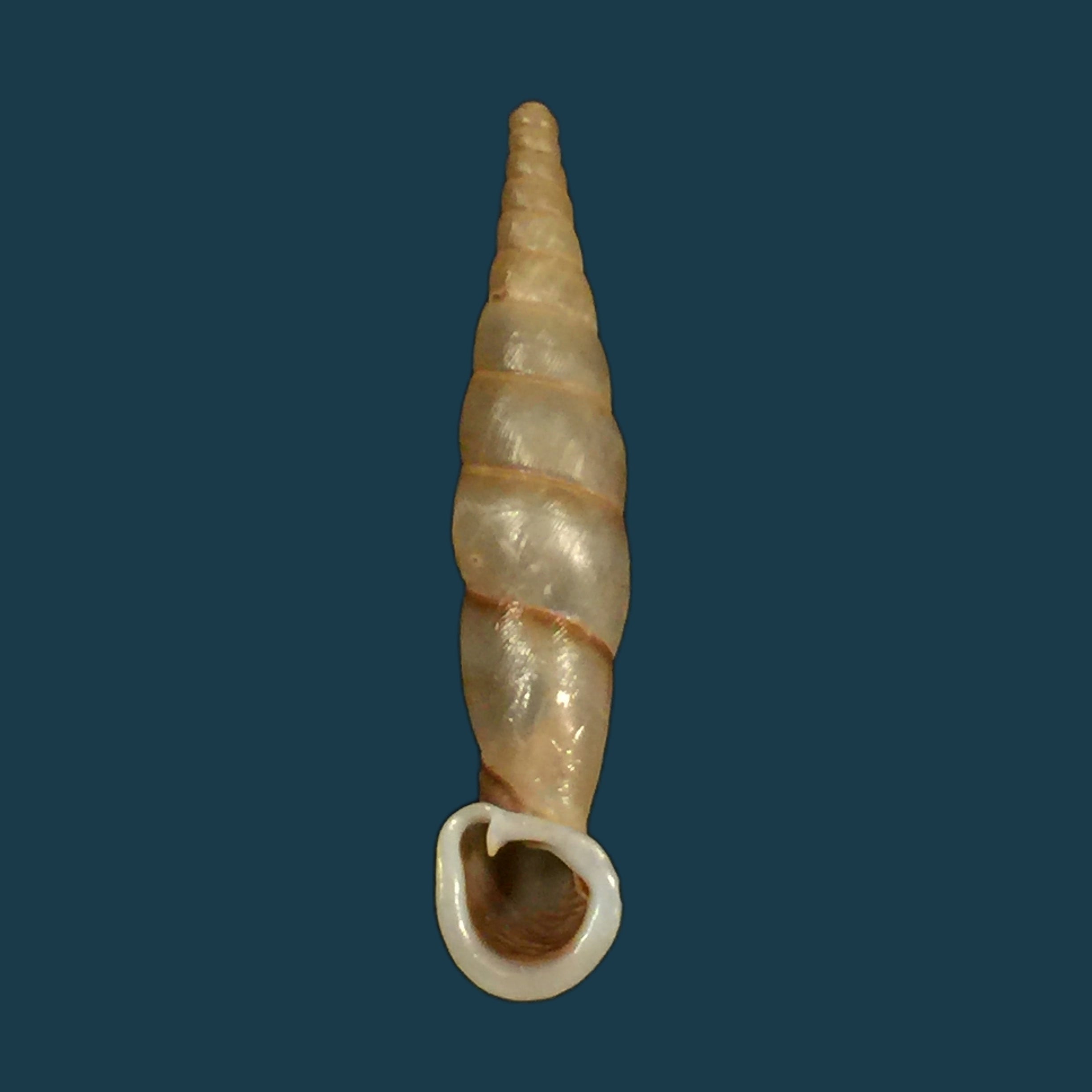 Grandinenia fuchsi fuchsi Gredler, 1883 - 36,1mm
