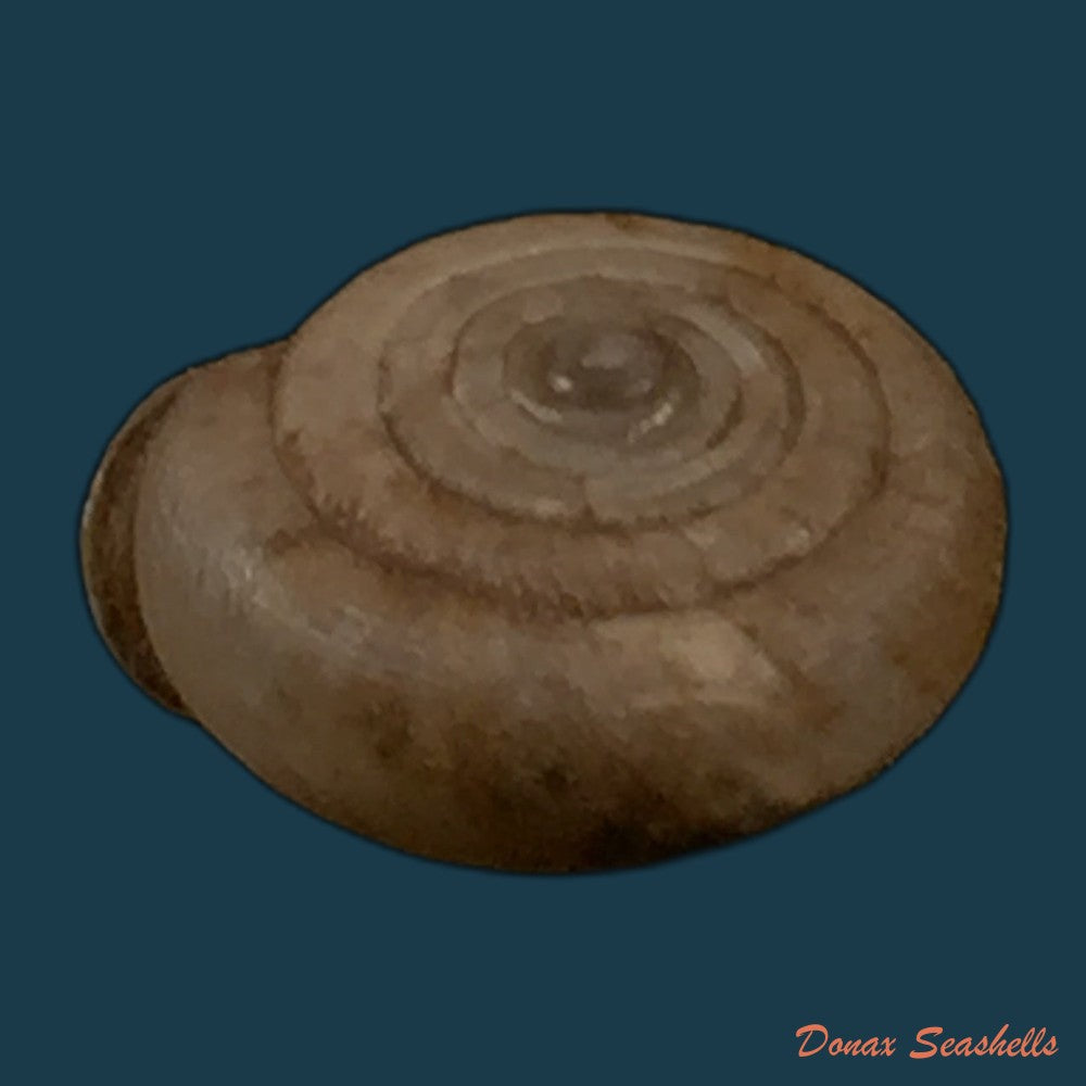 copia-de-gudeodiscus-phlyarius-phlyarius-mabille-1887-14-2mm
