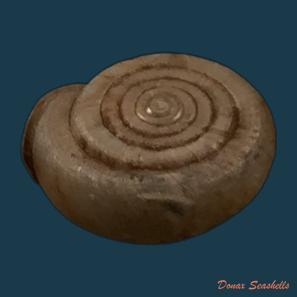 copia-de-gudeodiscus-phlyarius-phlyarius-mabille-1887-14-8mm