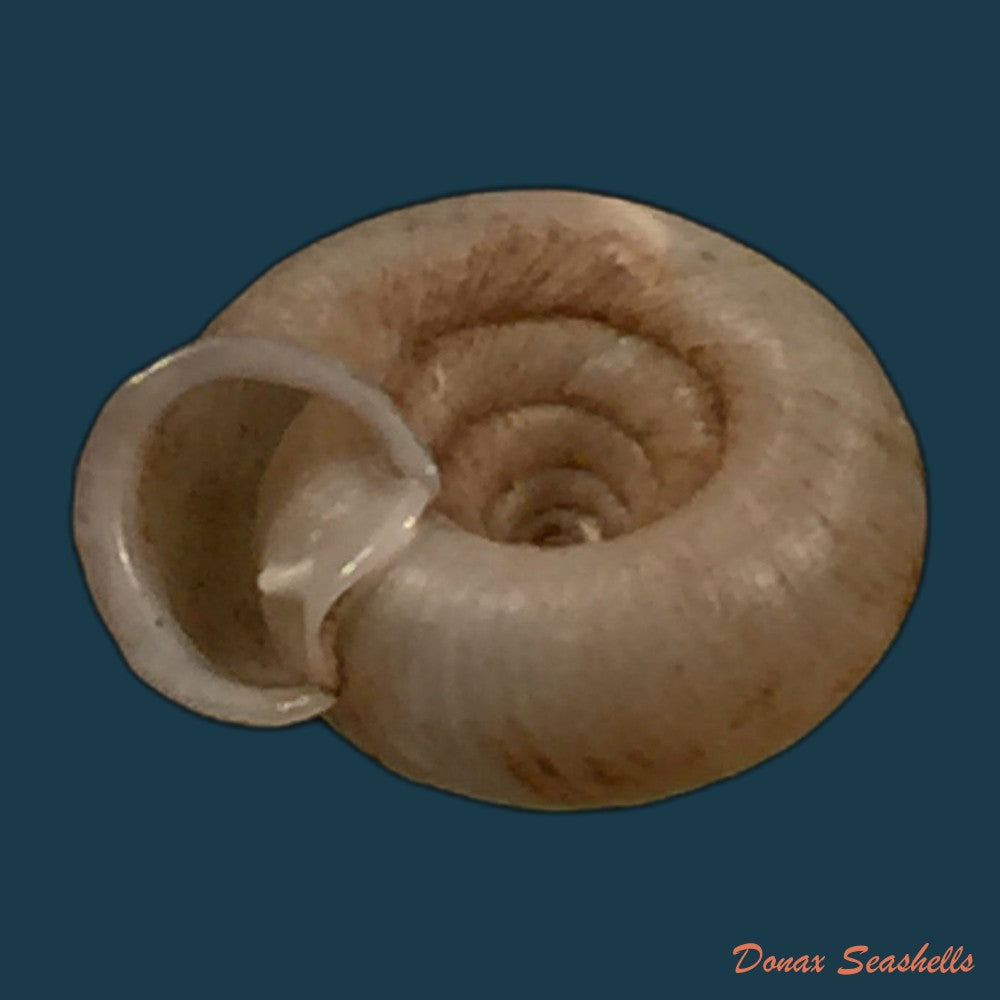 copia-de-gudeodiscus-phlyarius-phlyarius-mabille-1887-14-8mm