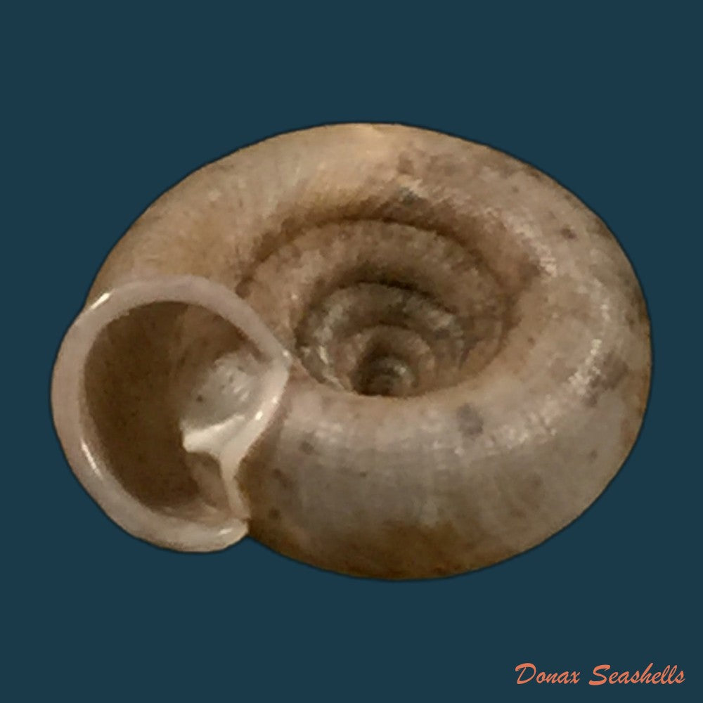 copia-de-gudeodiscus-phlyarius-phlyarius-mabille-1887-15-8mm