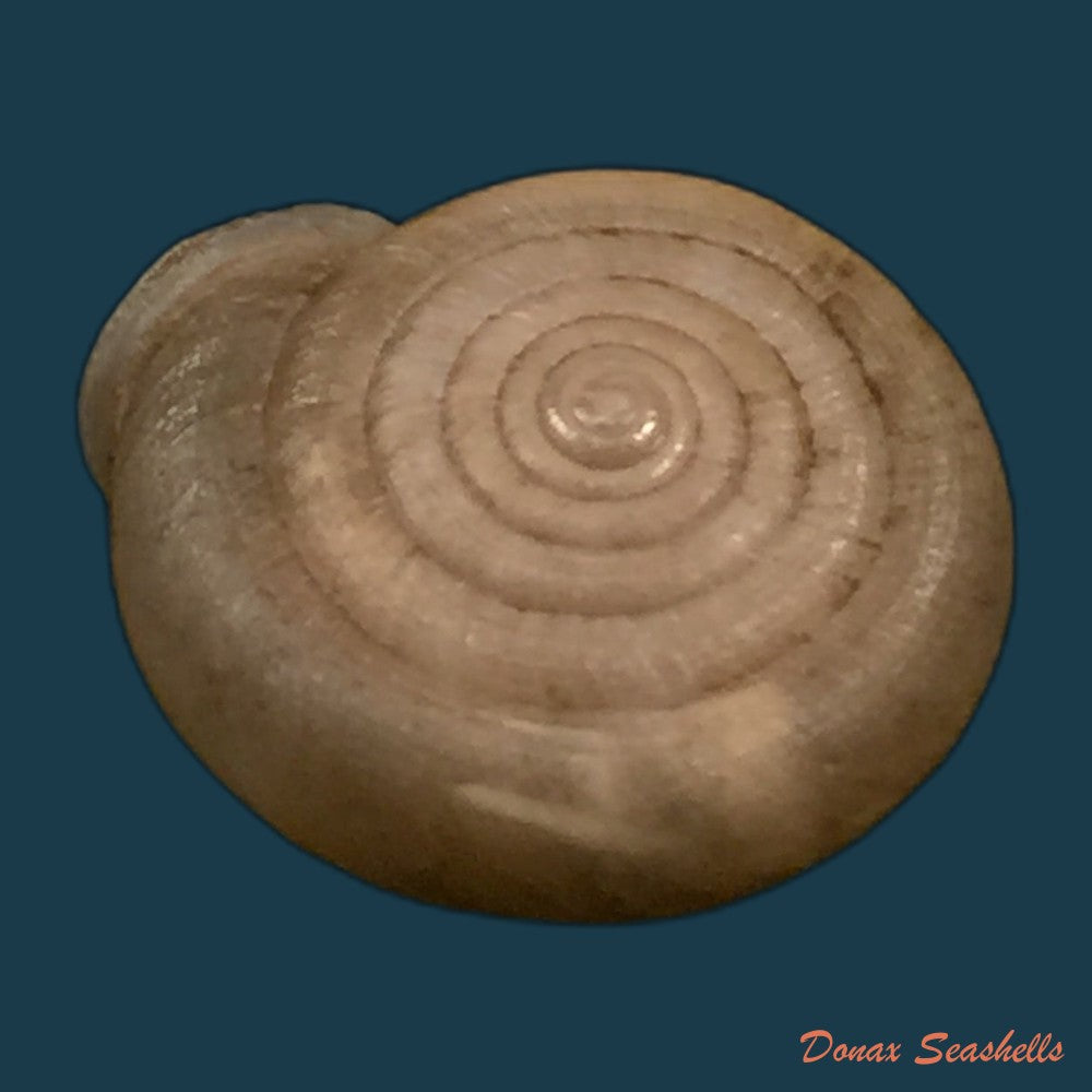 copia-de-gudeodiscus-pulvinaris-robustus-pall-gergely-hunyadi-2013-24mm