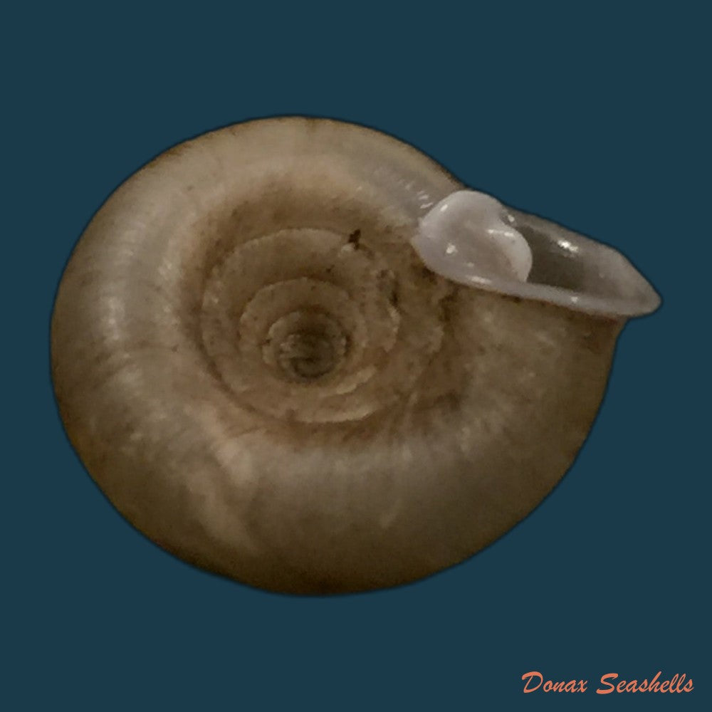 copia-de-gudeodiscus-pulvinaris-robustus-pall-gergely-hunyadi-2013-24mm