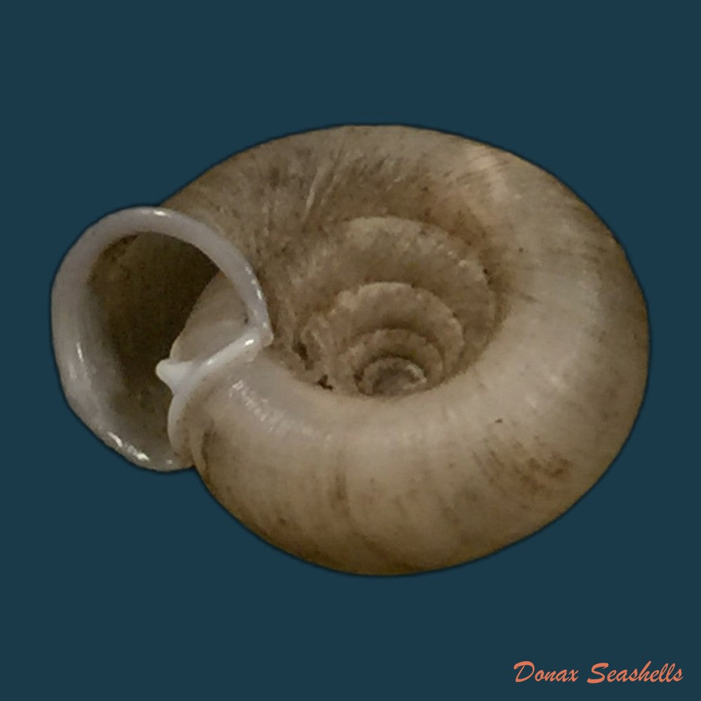 copia-de-gudeodiscus-pulvinaris-robustus-pall-gergely-hunyadi-2013-24mm