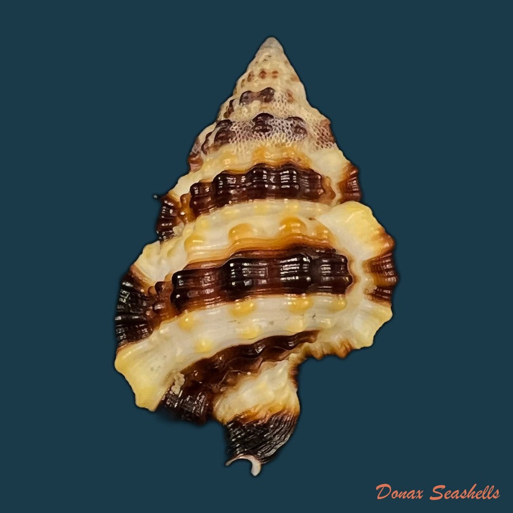 copia-de-gyrineum-bituberculare-lamarck-1816-29mm-1