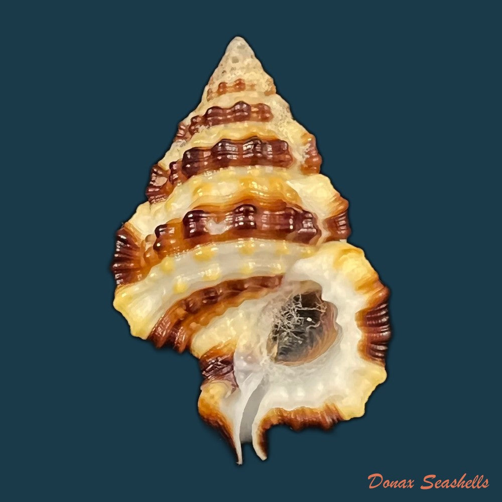 copia-de-gyrineum-bituberculare-lamarck-1816-29mm-1